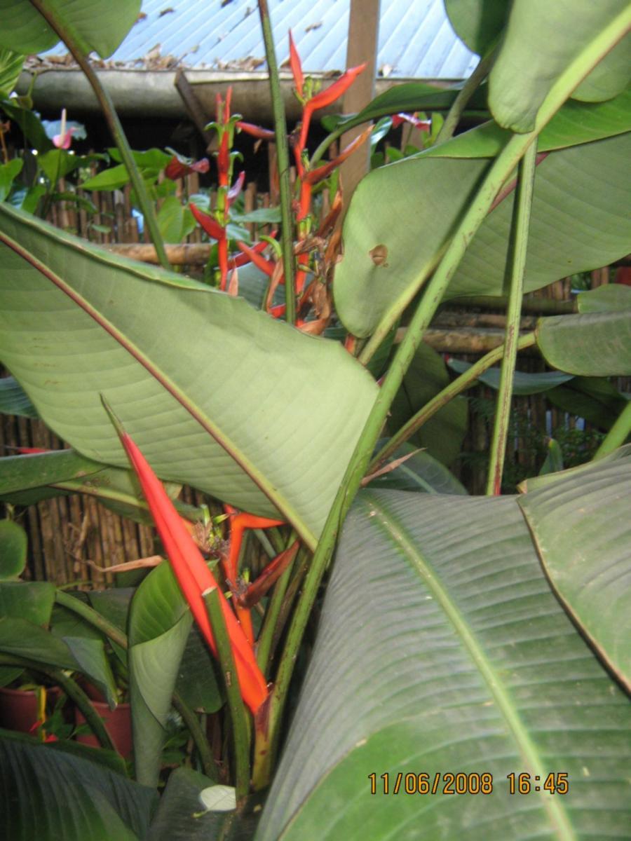 Hotel Casa De Palos Boutique Tarapoto Esterno foto